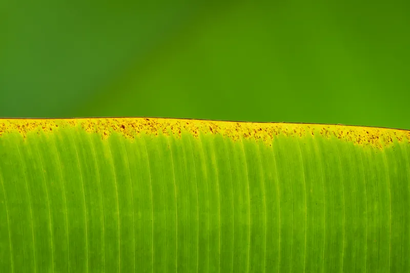 Leaf IX, Eden Project. 2020.